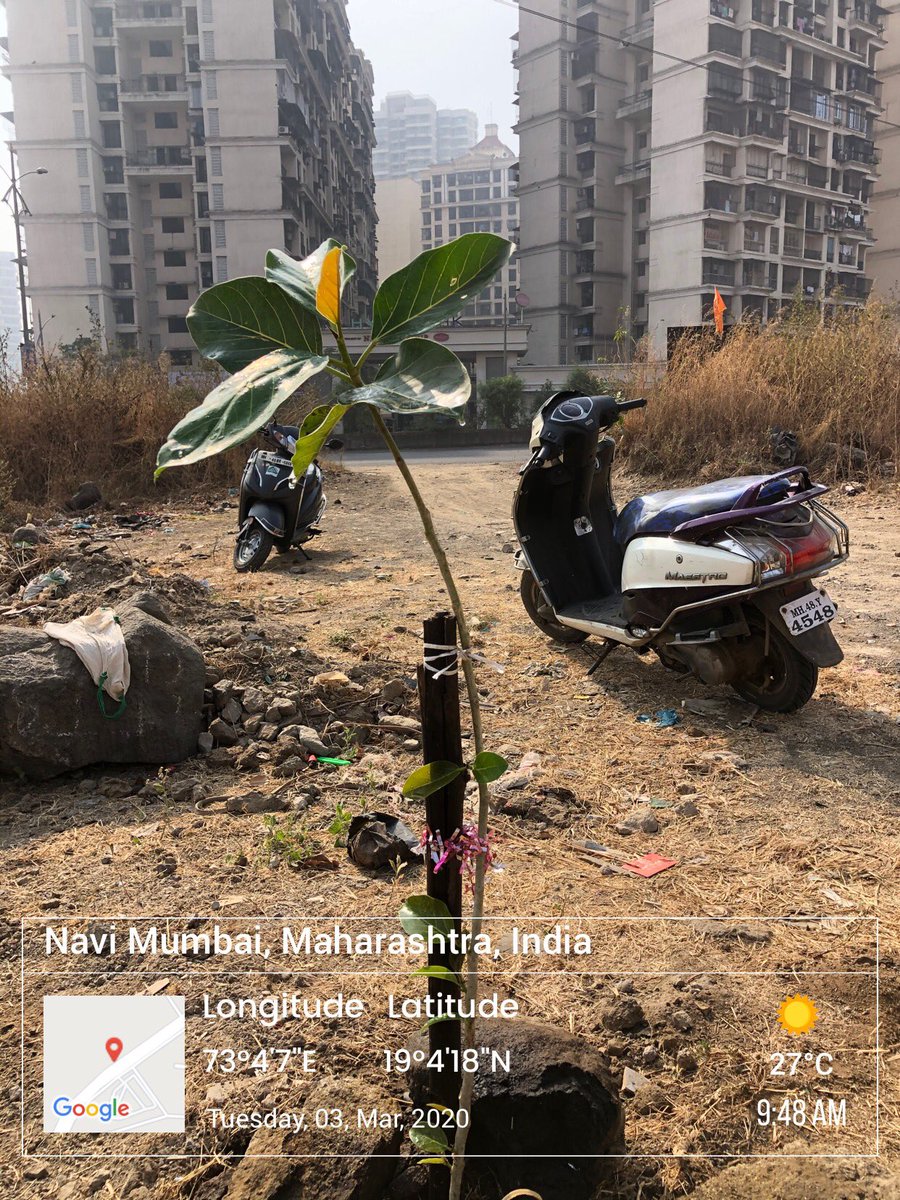 DK_Rise4Green's tweet photo. #HarEkKaamDeshKeNaam #Rise4Good #RiseAgainstClimateChange. 2 Hrs volunteering everyday morning to transform the world around me. Sanklap 2020 to Plant and grow 2020 Banyan/Peepal in 2020. #SaveTheHills @UNFCCC @ClimateReality @PMOIndia @AUThackeray @C_P_Gurnani https://t.co/kQEWgn6xtT