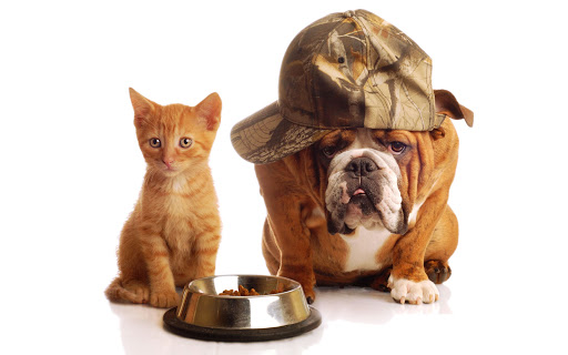 BrunesNouvelles's tweet photo. Des animaux exemplaires @EtatBrun @colortopiaMB https://t.co/Tkqhiqx3Ik