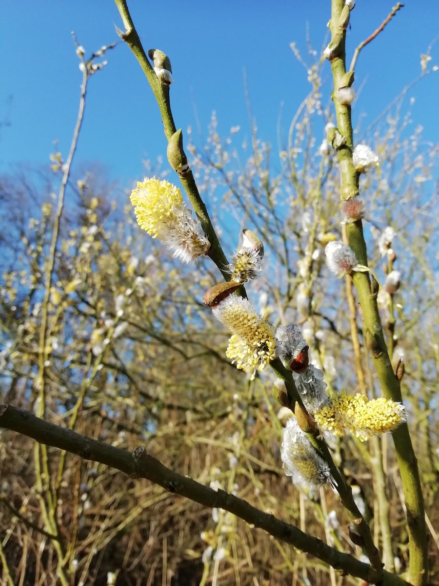 GielAndre's tweet photo. Natuurlogboek 3 maart. Lente. Volgens deze wilgenkatjes.
Kijk buiten naar de boomtoppen (liefst Elzen) en luister.. Het is vandaag sijsjesdag! 
#ivn #NGO @ivn_zwolle https://t.co/zVRxsuur7y