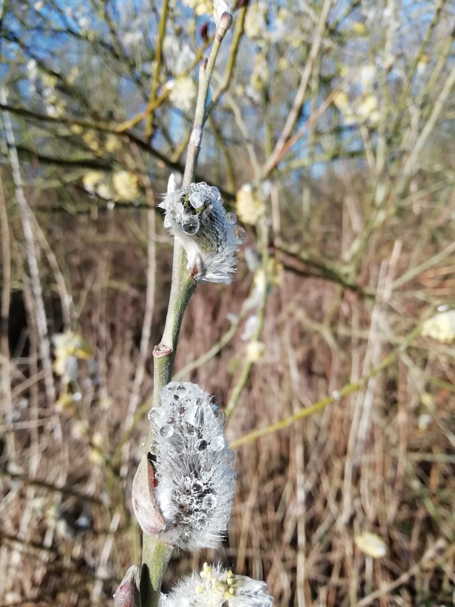 GielAndre's tweet photo. Natuurlogboek 3 maart. Lente. Volgens deze wilgenkatjes.
Kijk buiten naar de boomtoppen (liefst Elzen) en luister.. Het is vandaag sijsjesdag! 
#ivn #NGO @ivn_zwolle https://t.co/zVRxsuur7y