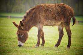 threeleftfeetuk's tweet photo. We sure do love an ass over at Midsummer #donkeyoftheweek https://t.co/QT5LsomjFw