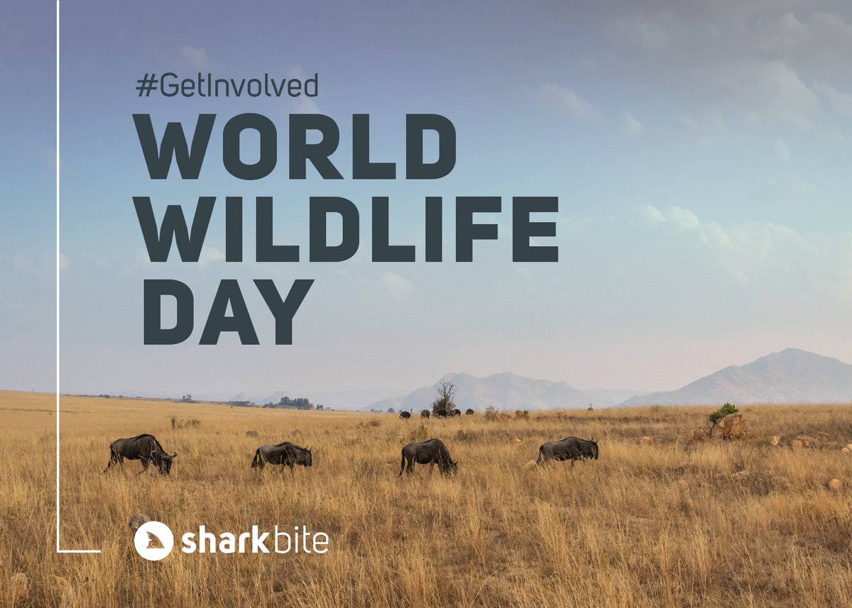 SharkInnovation's tweet photo. #SharkbiteInnovation loves #Africa &amp; today is WORLD WILDLIFE DAY!!  It is a celebration "Sustaining all life on Earth" - get involved here's how: https://t.co/YdDTeXttwN
Together into a better future.
#sustainability #WorldWildlifeDay #WWD2020 #SustainingAllLife #Biodiversity2020 https://t.co/6qsWw75AEu