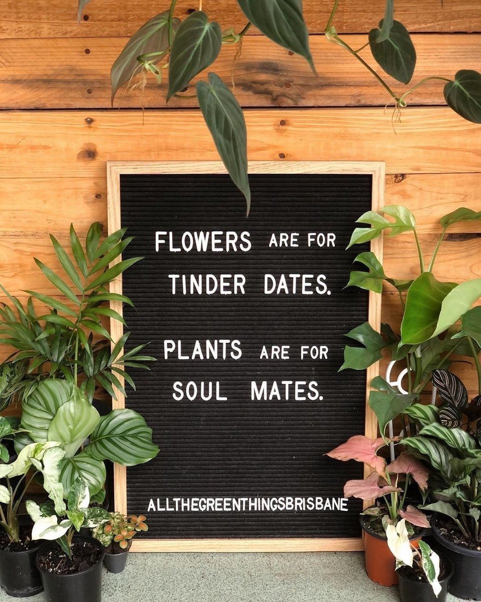 Just saying... 🤓🌸🌱😎

@houseofplantlovers
@allthegreenthingsbrisbane

#WanderPot #PlantLover #UrbanJungle #GreenYourFeed #GreenOnGreen  #PlantsLove #PlantAddict #UrbanJungleBlogger #IndoorPlantsDecor #HousePlantopia #DubaiJungle