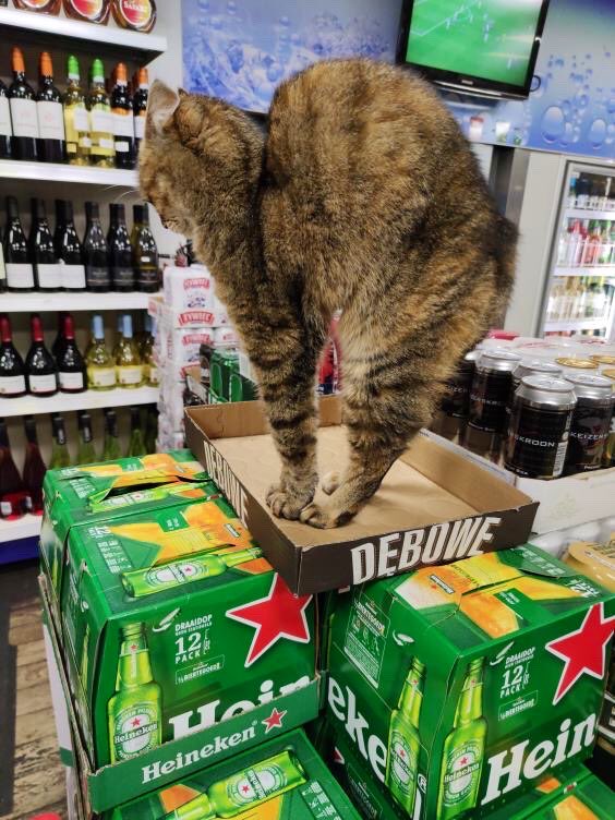 Bodega Cats tweet media