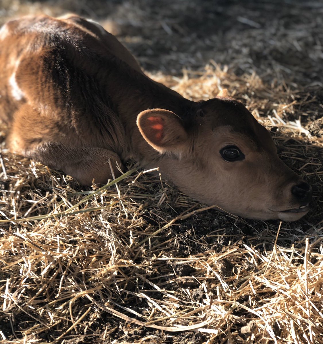 CowoftheDay1's tweet photo. 📅 3rd March 2020
🐮 Cream Puff ( just 6 days old) https://t.co/PcTfsm9Cjo