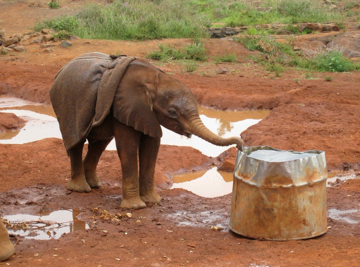 MachoguErick3's tweet photo. When we're denied our freedom, we talk too much, when we're shot we March on streets, when there's corruption in governance we tweet and Facebook but become blind when our animals die, we have to give this issue the most hard tackle #promise4wildlife https://t.co/r3D54kwZ0s