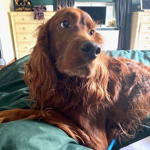 EdwardtheSetter's tweet image. Edward was most concerned that we might not notice him while we were eating toast and then forget that he also likes toast. So he has got onto the bed, is laying across my legs but also giving the big eyes to Steve. A two pronged attack that is indeed earning him quite a lot…