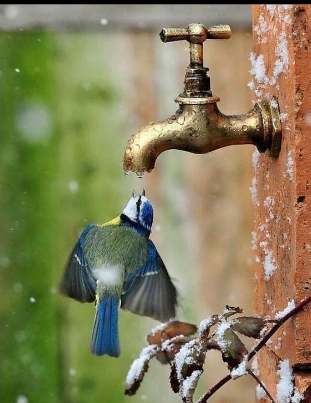 HubMumbah's tweet photo. Animals are natural occuring and wild lets repect that.. #promise4wildlife #wildanimalsday https://t.co/0fL4ub6Wtl