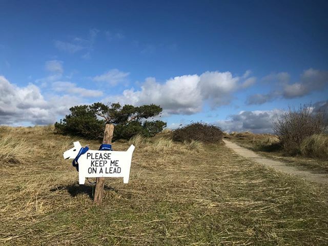 The skylarks are now signing at East Head and we are asking people to keep their dogs on leads in the dunes during the nesting season. This will hopefully lead to more successful nesting attempts. Ensuring Skylarks and Meadow pipits are a presence at East Head for the forese…