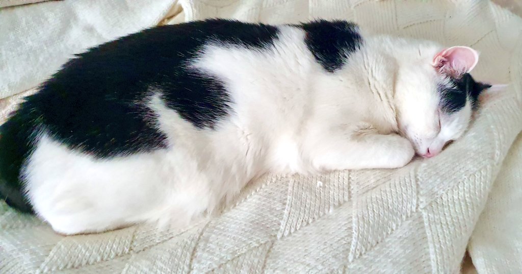 IlSedutomulo's tweet photo. @posillipostore Anche qui a #Milano #sleepworking di gran lena.
Vogliamo un mondo all'altezza dei gatti che abbiamo. 😉
#gattitudine https://t.co/4CmiG6tpQl