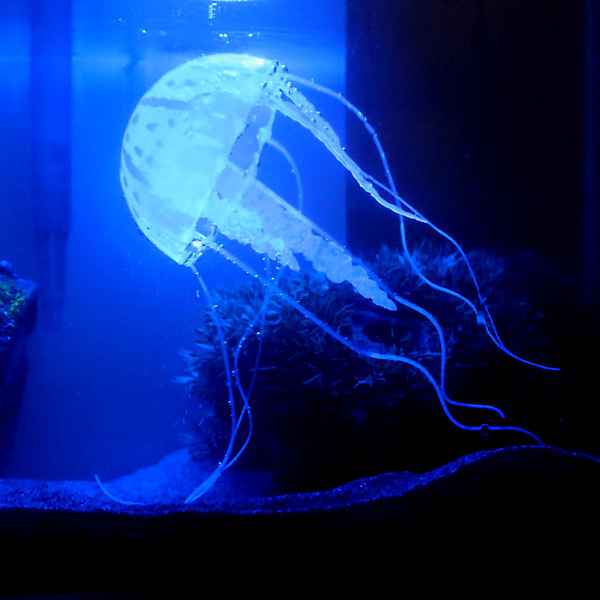 pozzanipw's tweet photo. Here is another chance to #win these two fish tank decorations. The shells glow in the dark &amp; the jellyfish is fluorescent. Simply flw and rt. We will choose a winner this #freebiefriday #comp 

We have a selection available on eBay NOW check it out here: https://t.co/RUT3juiYow https://t.co/4tTCmJu3r5
