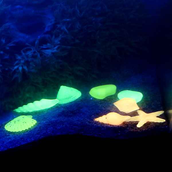 pozzanipw's tweet photo. Here is another chance to #win these two fish tank decorations. The shells glow in the dark &amp; the jellyfish is fluorescent. Simply flw and rt. We will choose a winner this #freebiefriday #comp 

We have a selection available on eBay NOW check it out here: https://t.co/RUT3juiYow https://t.co/4tTCmJu3r5