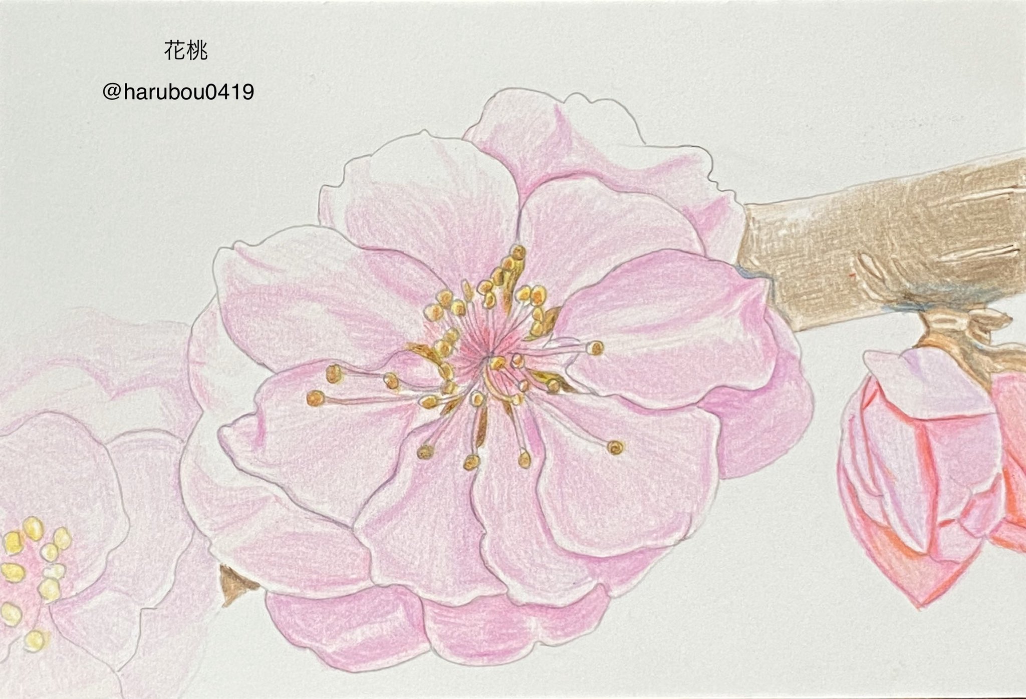 تويتر スプリング 更新しても連投はしません على تويتر 今日まで描いた 花桃のイラスト ᕷ 私は未だに 実物見ても 桜と梅と桃の見分けつかない 笑 ˆ ˆ イラスト好きと繋がりたい イラスト 花桃 色鉛筆画 手書き T Co
