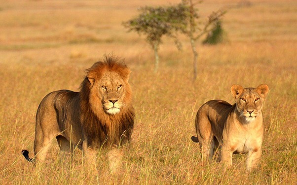 PartnerLtd's tweet photo. Travel Partner In honor of World Wildlife Day we thank you all for your passion to cherish wildlife.

#lion #natgeoyourshot #wildlifephotoworld #worldwildlifeday #wildphoto #naturelovers #naturelover #endangered #wildlife #animal #nature #nationalgeographic #africa https://t.co/6PGlgt1fnd
