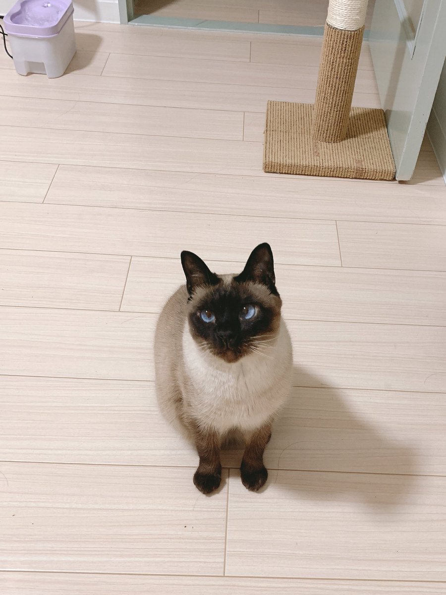 「ただーいま? 」|のべ子🐱シャム猫あずきさんのイラスト