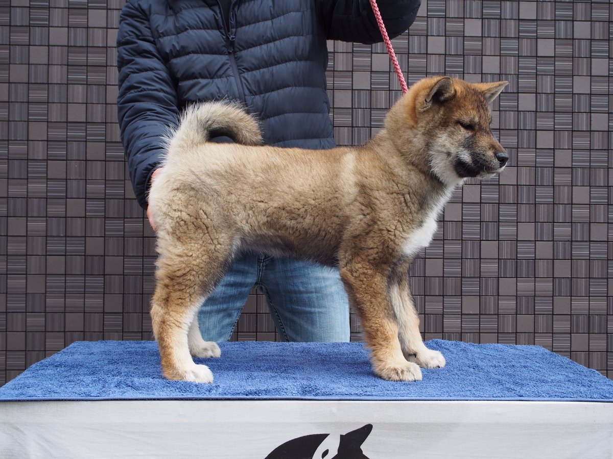 四国末廣庵 四国犬の子犬 新しい飼い主さん募集中です