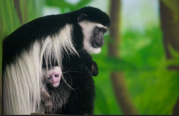 SsemambotoursC's tweet photo. https://t.co/xLD0ejSOwS…/
See how to get there: info@ssemambotours.com
Call: +256 783289987 #Or check here https://t.co/zTUlQgnxlt
#colobus #Black-#White #monkeys #mantledQuereza #wildlifeday #KibalNp #SemulikiNP #QENP #experience #Africa #safaris #enjoy #wildlife #ssemambotours https://t.co/mAiRt1GMUL