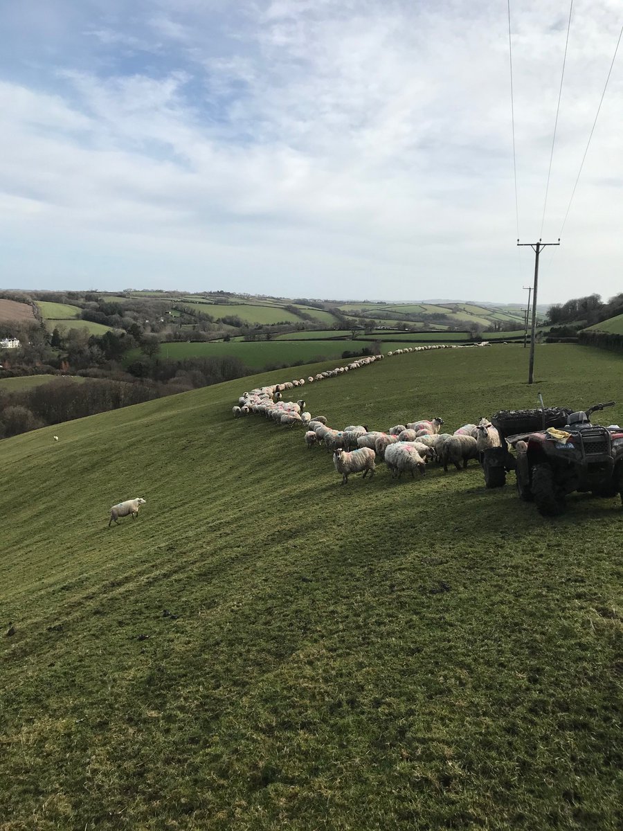 HarpersFeeds's tweet photo. Enjoying their rolls #ewerolls #qualityfeed #focusedonewe https://t.co/rDotkJK3Gb