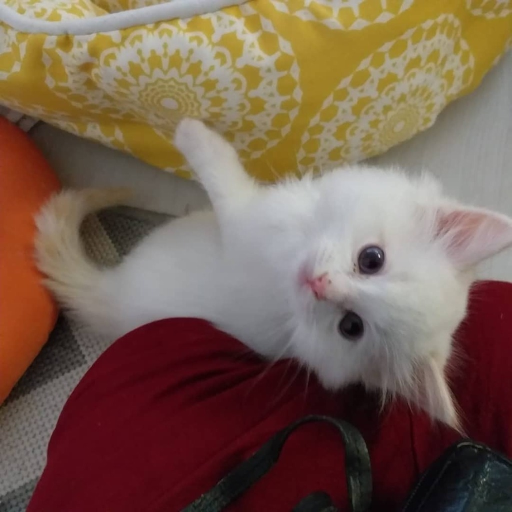 My ragdoll kitten at 7 weeks! He’s a very fluffy boy 💙 #kittens #cats #cat #meow