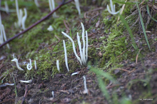 Kaedeの山野草アルバム シロソウメンタケ 北海道自宅周辺 18 7 17 地面からにょろにょろ 生える モヤシのような白い物体 シロソウメンタケというのが これなのかな キノコ Kaedeの山野草アルバム シロソウメンタケ 北海道自宅周辺 18 7 17 地面からにょろにょろ 生える モヤシのような白い物体 シロソウメンタケというのが これなのかな キノコ