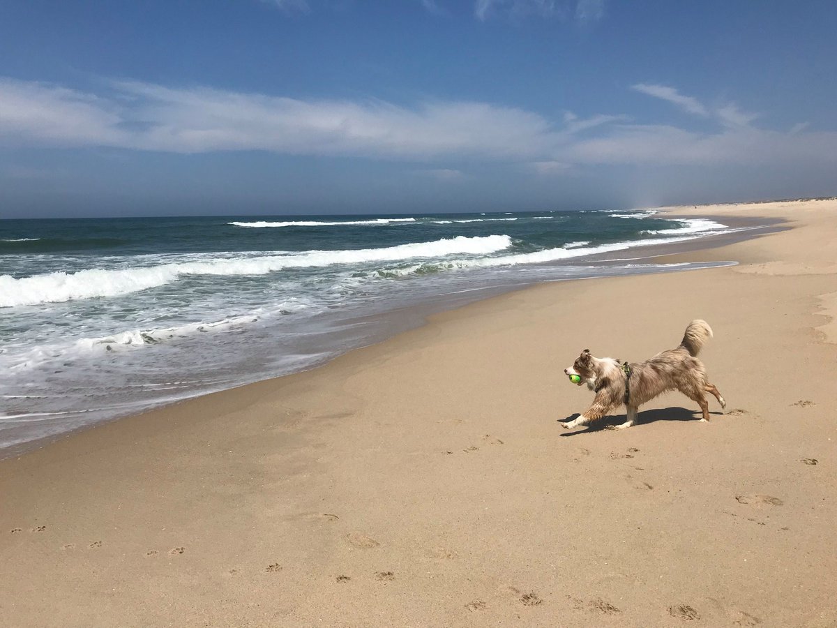 IFSA_Formations's tweet photo. Ellea suit actuellement une #formation duo auxiliaire de soin #animal et soigneur animalier ! Elle nous partage quelques photos de son loulou en vacances ! 🐶❤🐾 

➡➡ https://t.co/79m3nEtipf https://t.co/OWkDdgm3X9