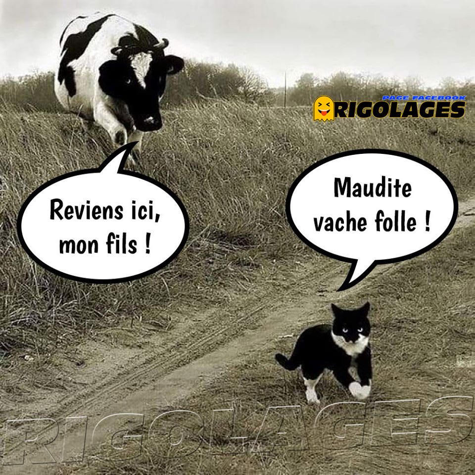 Rigolages Humour Rigolages Chat Vache T Co 1u4rcve6mn Twitter Rigolages Humour Rigolages Chat Vache T Co 1u4rcve6mn Twitter