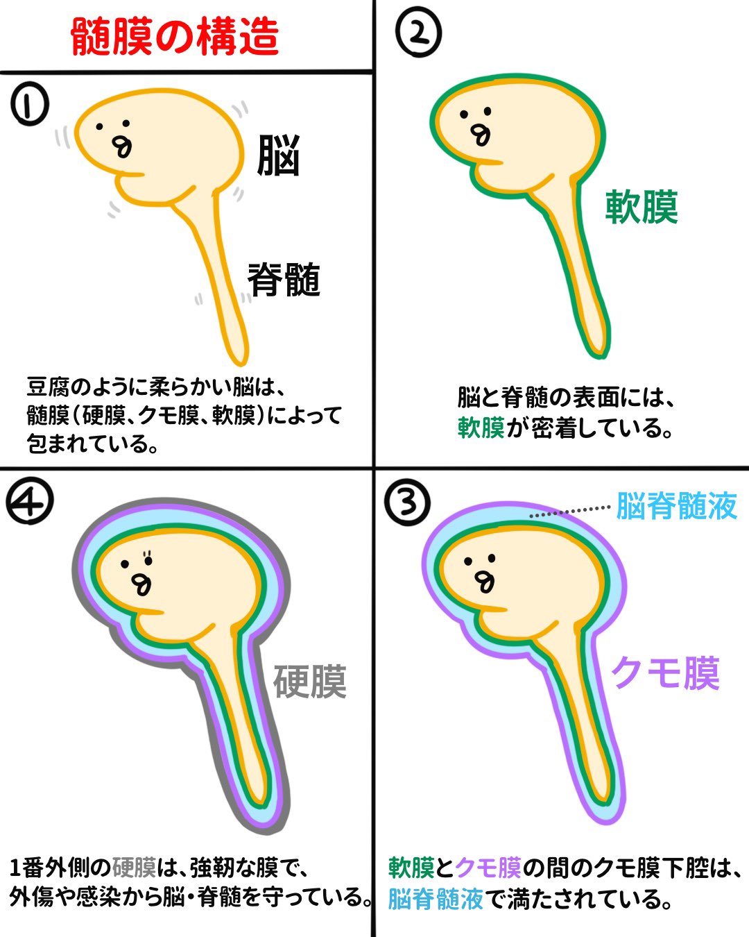 ゴロ 解剖生理イラスト ４コマで分かる 髄膜の構造 描いて構造を理解 そして ゴロで記憶に定着させる T Co Jltqmjpj4l Twitter