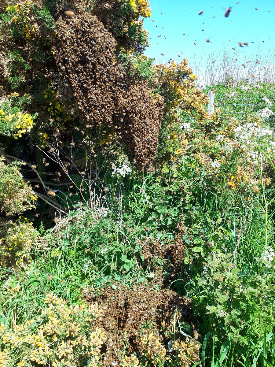 NatDip in Beekeeping tweet media