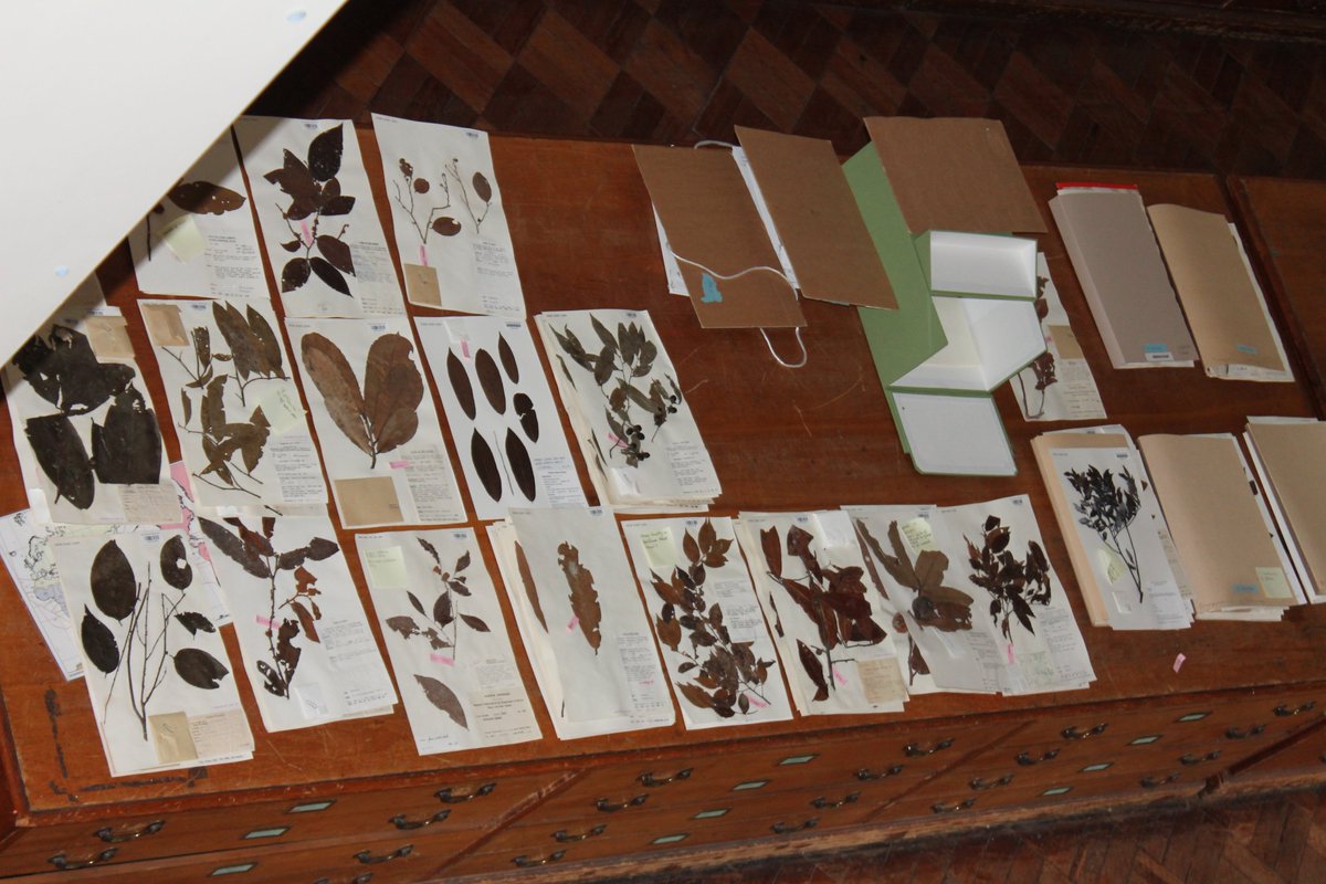Looks like a taxonomist is busy. Reliving my visit to @kewgardens herbarium.
#TaxonomyTuesday. 
Looks like we will be visiting @NHM_Botany herbarium next!  @drmgoeswild @floodenheim @LyuPinhui @iamToniiChan @george_garnett @limeandsage