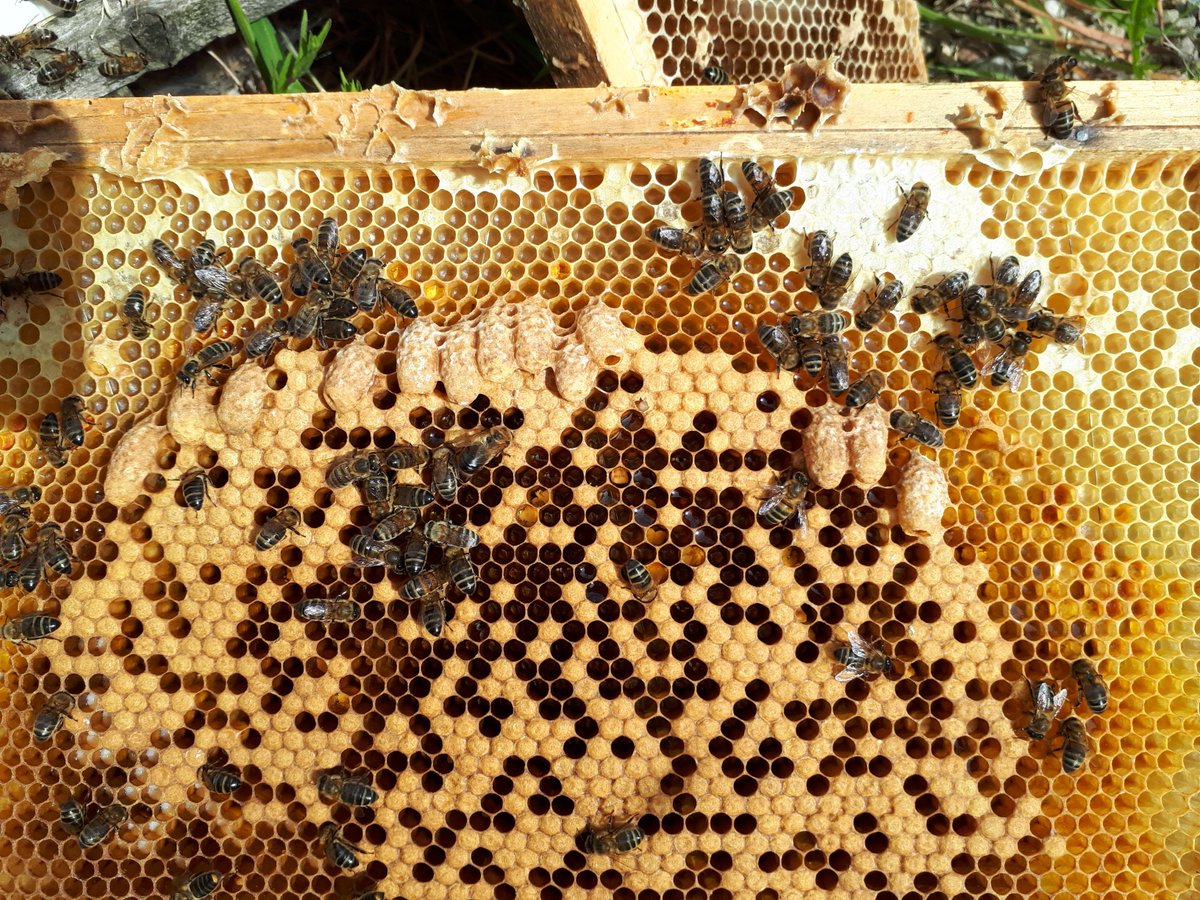 NatDip in Beekeeping tweet media
