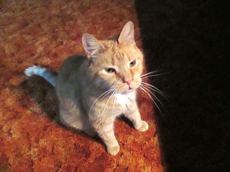 SusieQ6shooter's tweet photo. #Parky went to #RainbowBridge yesterday. We had 12 great years together. #GodBless  #GodRest dear, sweet #Parky https://t.co/TTTfGWBHHq