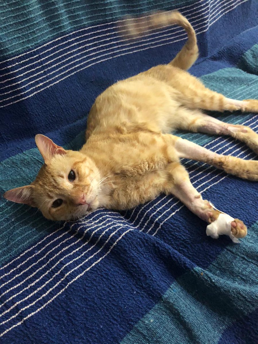 gatitospchaca's tweet photo. Buen día!
Miren quién pasó la noche en su tránsito fuera de la vete 😏
#CHATRAN
#rescata #salvarvida #fostercare https://t.co/j68pwmK1mF