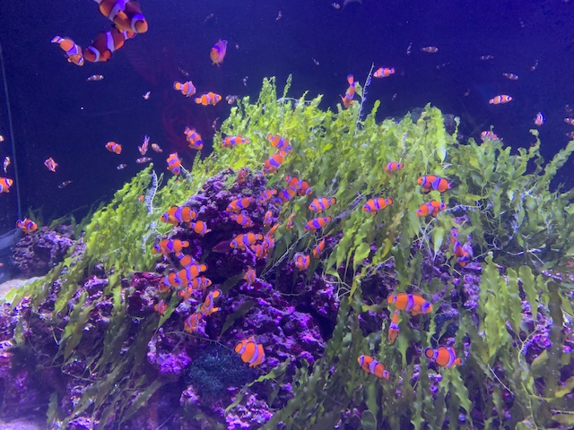 A big thank you to everyone who came and visited either Sea Life Aquarium or Shrek's Adventure! at our FAM trip last week! We hope you had a lovely time and enjoyed finishing off the day with a delicious afternoon tea at Amba Hotel Charing Cross!