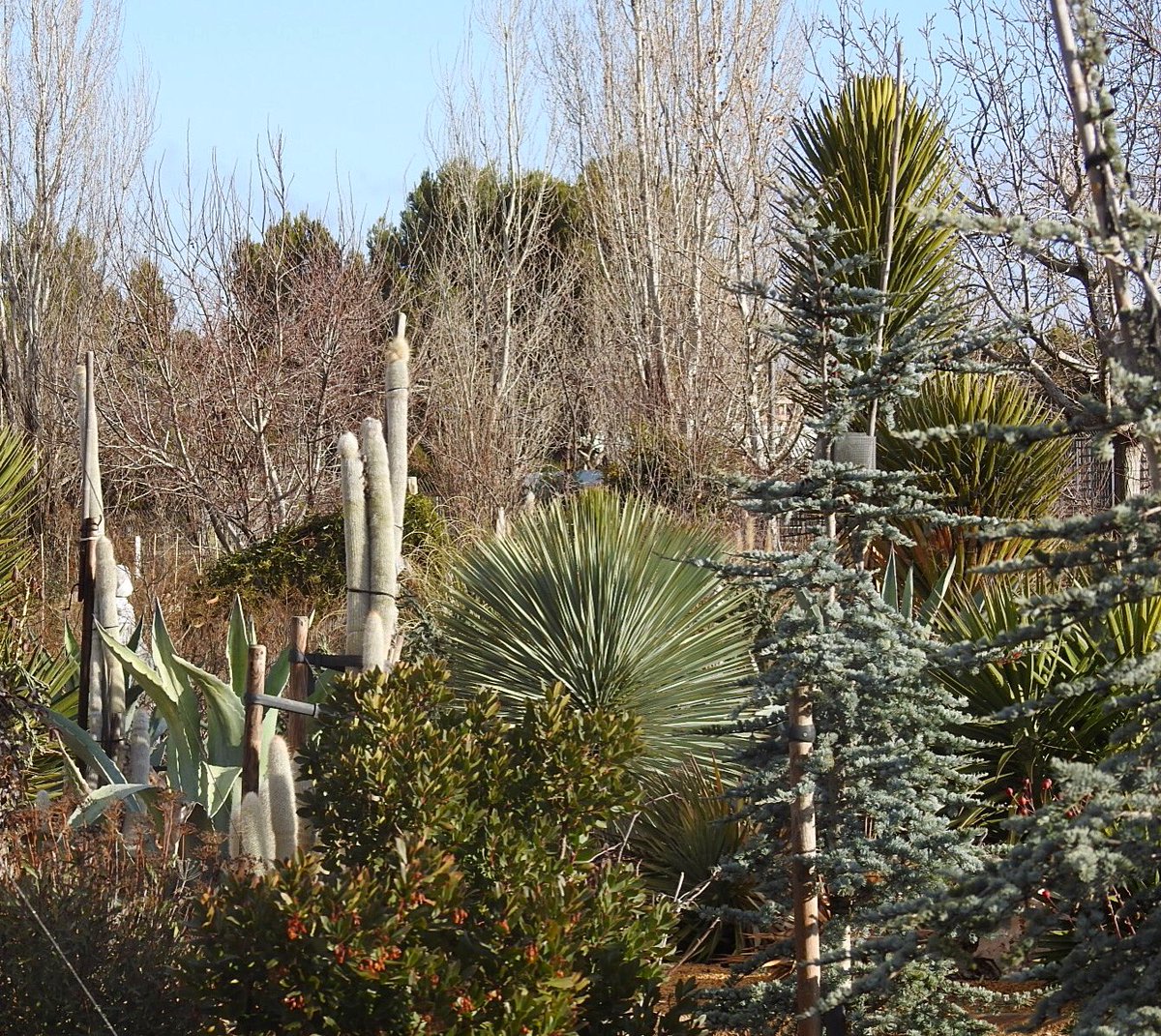 🌵 Rincones del #jardinbotanicoclm: aquí destaca el parterre que representa la flora americana, en la zona de Jardines del Mundo.

📍 ¿Sabías que la entrada al Jardín Botánico de Castilla-La Mancha es totalmente gratuita?