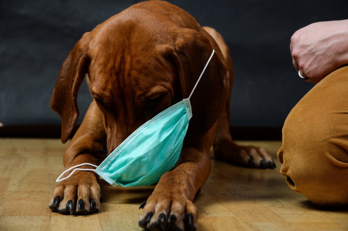 Protect_MyPet's tweet photo. We care as much about all aspects of your pet's health, not just parasite control. With no sign of the global #Coronavirus outbreak slowing, we understand you may be worried about their pets so can #cats & #dogs get Coronavirus? 👉https://t.co/fL1IHw4lgR
#protectmypet https://t.co/eyeJk1Nbzs