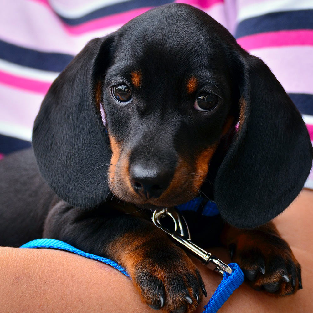 JonnyAdams855's tweet photo. https://t.co/IACdnmHca8 ◀️ Download here!

🐾 Meet all dog breeds with these awesome pictures of puppies and dogs images completely free of charge and take your cute dogs wherever you go.

#dogs #puppy #doglover #puppies #cute #puppylove #lovedogs #cutedogs #wallpaper #background https://t.co/MMxAKJZxhM