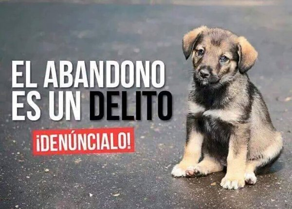 El abandono es DELITO
El abandono es #DELITO
El abandono es DELITO

Si conoces algún caso👎 #DENUNCIA 

            WE 💛 ANIMALS