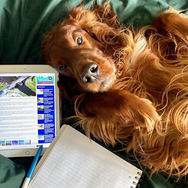 EdwardtheSetter's tweet image. The toast has long gone but Edward has remained in the bed in order to help me with. my writing. Having the pen slapped out of my hand when I dare to stop petting him is speeding things up no end. #edwardthesetter #redsetter #irishsetter #setterstyle #editorinchief