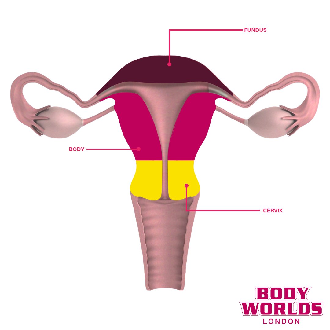 Body Worlds London tweet media