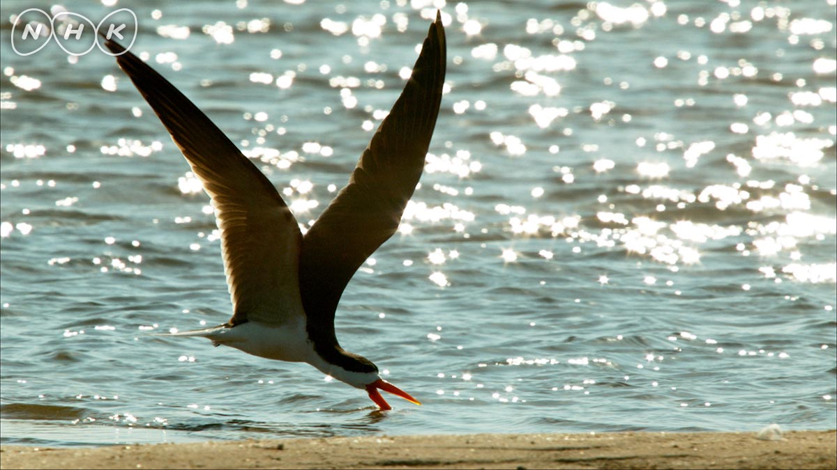 ダーウィンが来た En Twitter 8日夜7時30分 ハサミアジサシ 超高感度カメラも使い アフリカハサミアジサシの狩りを初撮影 ヘンテコなクチバシを見事に使って獲物をキャッチ 予告 T Co D3drnwt8yw ダーウィンが来た 野鳥写真 野鳥撮影 野鳥