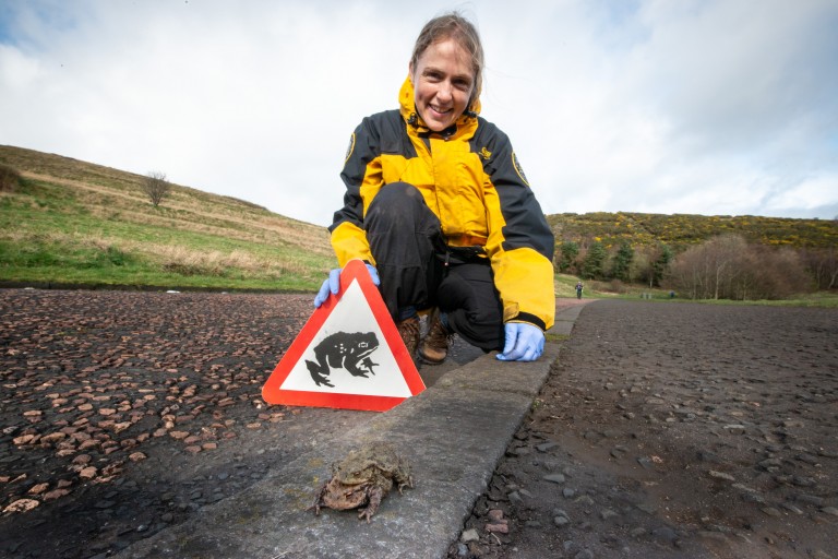 Finally, watch out for Mr Toad! Holyrood Park rangers work with ...