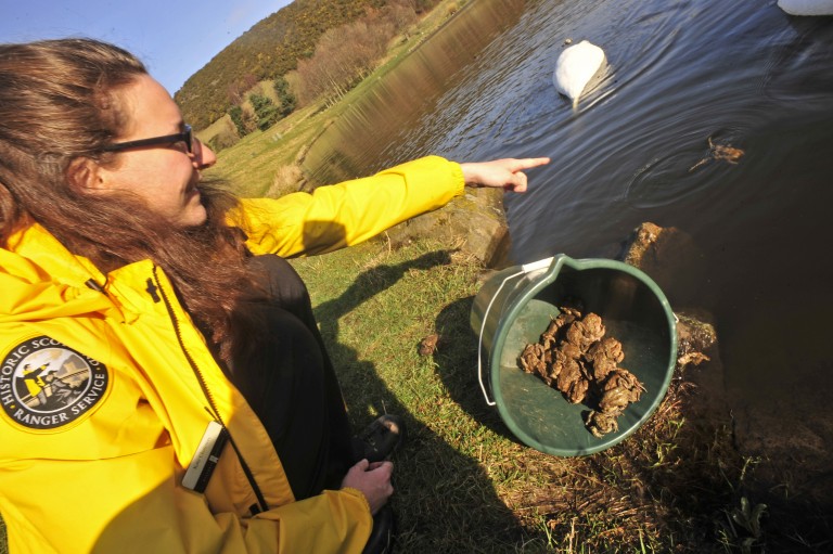 Finally, watch out for Mr Toad! Holyrood Park rangers work with ...
