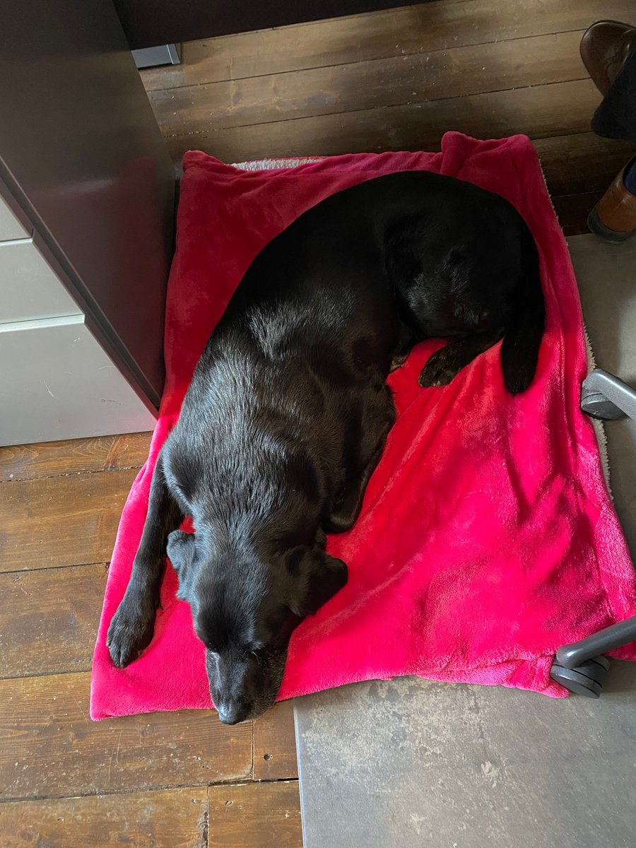 Puppy Love in the 
<a href="/ibigroup/">IBI Group</a>
 Cardiff studio today with Ulla the Ex-Service and Office therapy Dog. Providing a calming presence for all in the office today. #ibigroup #ibipeople #ibipooches #wellbeing