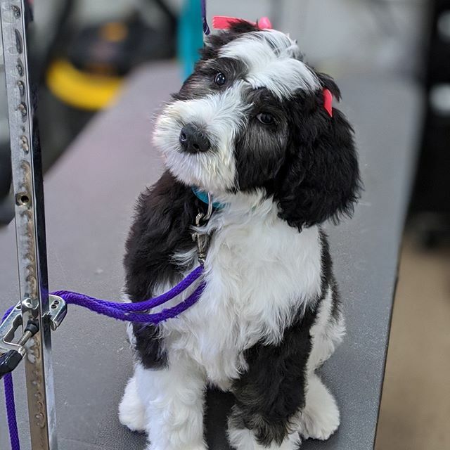 CrossRdsCampus's tweet photo. Remember your first spa day? Gia does! This 10-week-old Sheepadoodle just visited the Crossroads grooming salon for her first bath and trim. #CutestCustomers #GroomingWithAPurpose https://t.co/sZO155z0iJ https://t.co/2oKgxitfTB