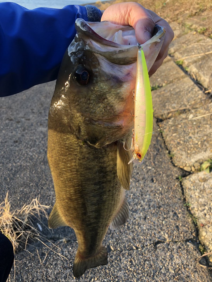 basstokyk's tweet photo. 明確なバイト❤️
霞ヶ浦本湖たまらんっ🤤🤤 https://t.co/ZQi80PWX5W