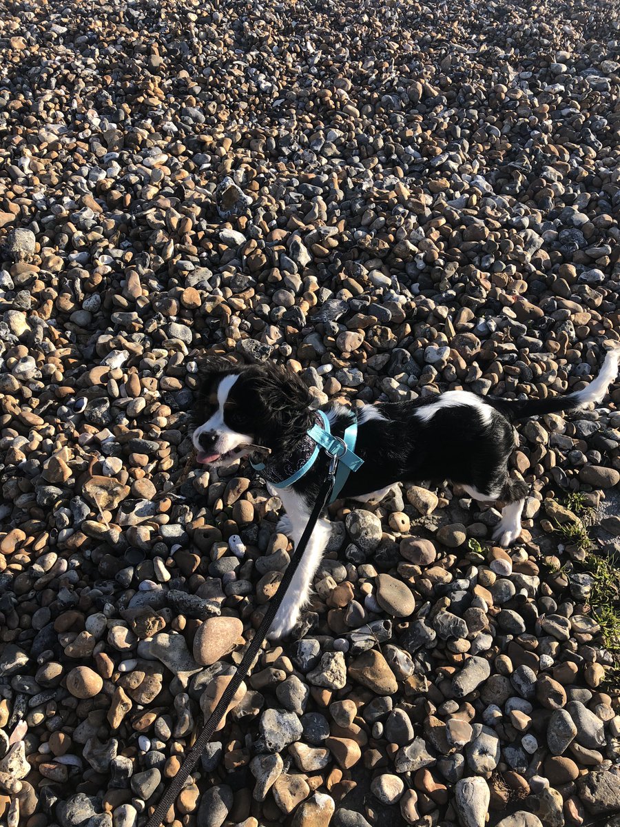 Dottie Do Dah tweet media