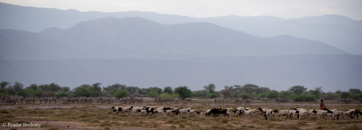peadarbrehony's tweet photo. Please share with anyone who might be interested: Our British Ecological Society blog article providing evidence for, and explaining why in rangelands "what's good for livestock can be good for wildlife," based on our knowledge and experience from E Africa https://t.co/HKgYQYkipm https://t.co/mdU57IMgfX