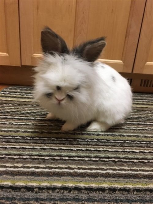 AdoptableBuns's tweet photo. Domino is an adult Lionhead from #FortSt. John, BC. https://t.co/ld1HnjQJPg https://t.co/o10o3o5uhE