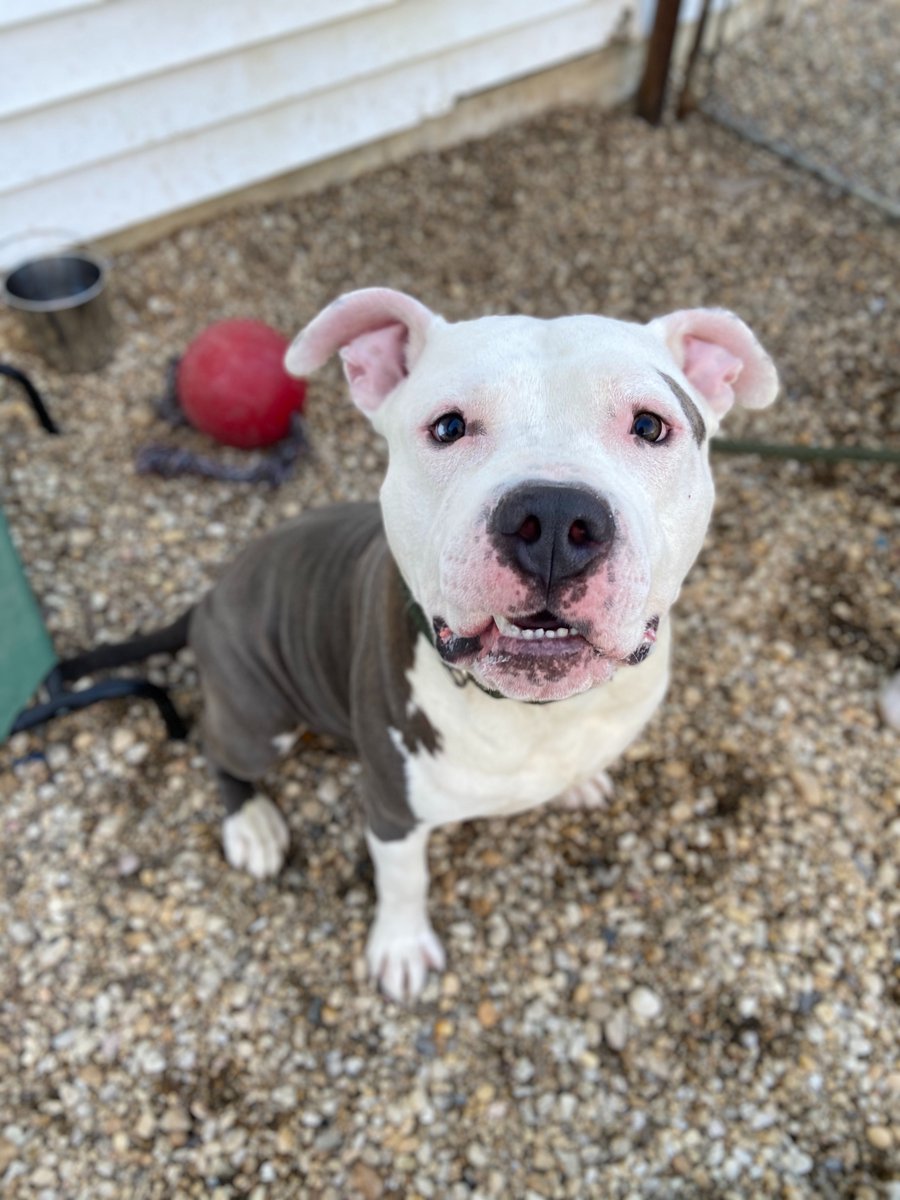 AWLQAC's tweet photo. Zeus is large &amp; in charge. He has no idea that he weighs in at a whopping 100 pounds. This big sweety is in his glory when he is romping around the play yard with his Jolly Ball and other toys. Zeus is looking for a family that has experience with large and in charge of dogs. https://t.co/y3SECAi1NQ