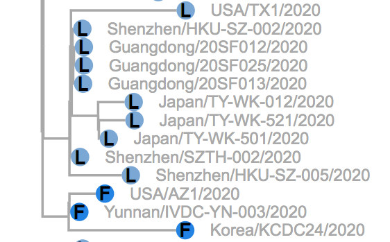 joshWentViral's tweet photo. CoV-GLUE dataset updated to 2nd March 2020, Now 159 full genomes of #SARSCoV2 thanks to GISAID. NSP6 replacement L37F now in 4 distinct clusters, each cluster with > 1 sample.
https://t.co/YI3Z3PDmzb
#COVID19 #GLUEtools @CVRbioinfo #covGlue https://t.co/WA45Z9uaCZ